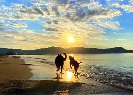 Leon Inmo Casa Ingrid - 11491 エンプリアブラバ